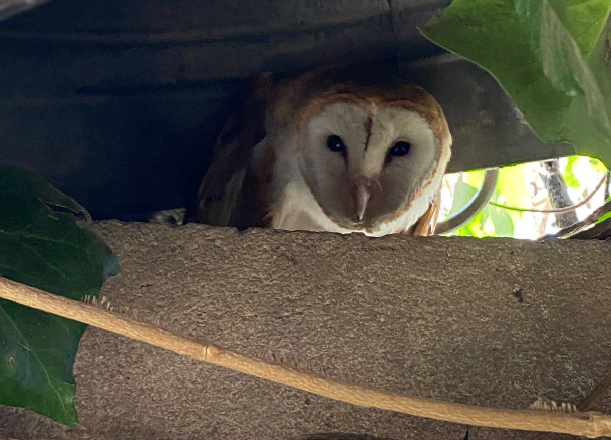 Salud Animal lo hizo de nuevo: rescató a una lechuza de campanario herida